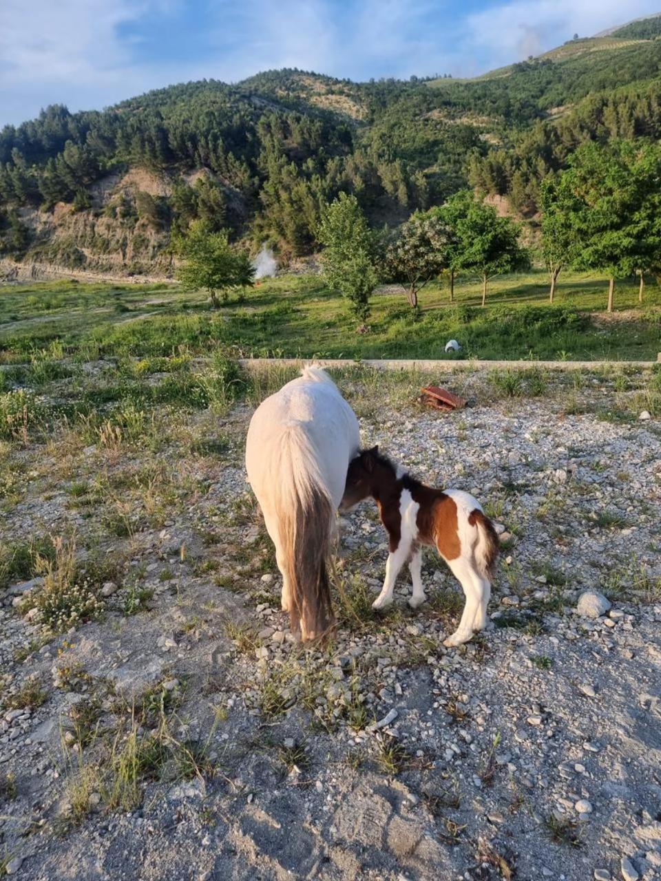 Sancho Farm Albania Villa Memaliaj ภายนอก รูปภาพ